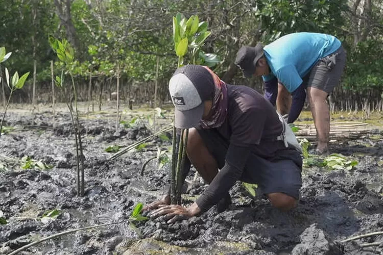 Mangrove Capital Program Mendorong Perusahaan Sampai Keuangan Berkelanjutan