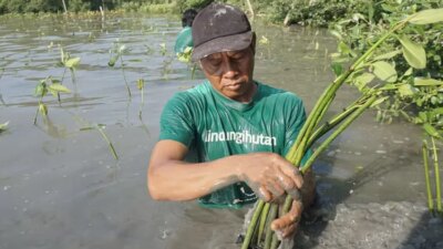 Lindungi Hutan Tanaman 183 Ribu Mangrove di Semarang