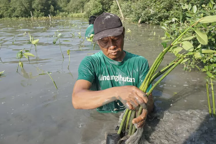 Lindungi Hutan Tanaman 183 Ribu Mangrove di Semarang