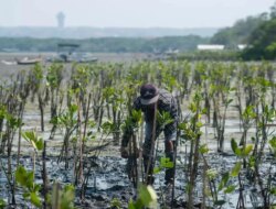 POLUTREE: Inisiatif Hijau Melindungi Hutan untuk Mengurangi Polusi Udara