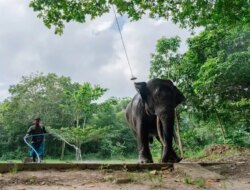 Proyek Gajahlah Manner Kambas: Jaga Hutan dan Angkat Isu Konservasi Gajah