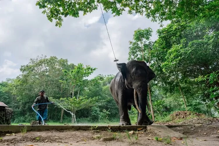 Proyek Gajahlah Manner Kambas: Jaga Hutan dan Angkat Isu Konservasi Gajah