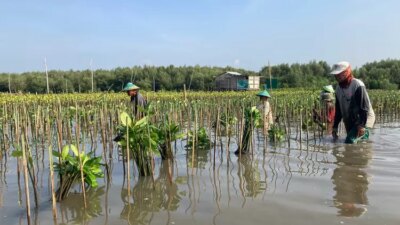 Aksi Penanaman Mangrove Selamatkan Pesisir Mangunharjo