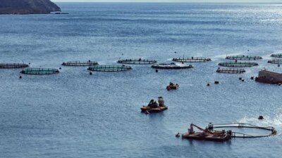 KOLTIVA Bergabung dengan CASS untuk Meningkatkan Ketertelusuran Makanan Laut