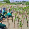 Melindungi Hutan: Kolaborasi Perusahaan dalam Penghijauan dan Mitigasi Iklim