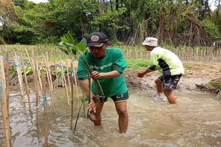 Melindungi Hutan Tanaman 978.000 Pohon di Indonesia