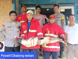 Begini Kejadiannya Saat Damkar KBB evakuasi se Ekor Buaya di Rumah Warga