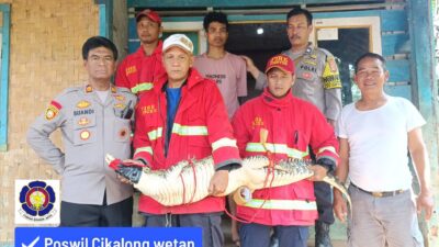 Begini Kejadiannya Saat Damkar KBB evakuasi se Ekor Buaya di Rumah Warga