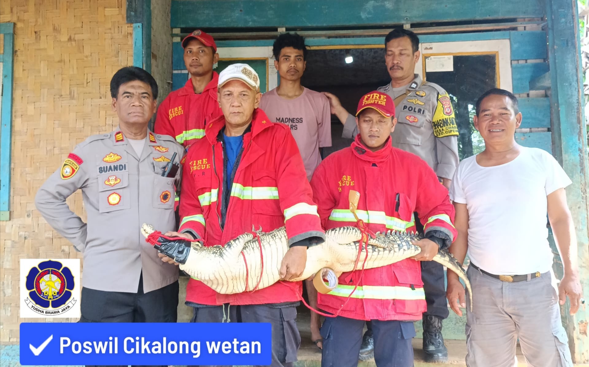 Begini Kejadiannya Saat Damkar KBB evakuasi se Ekor Buaya di Rumah Warga