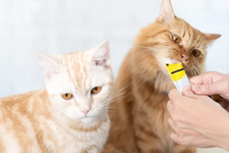 Kucing camilan terbuat dari ikan asli, pilihan sehat dan lezat