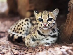 3 kucing langka dan karakteristiknya