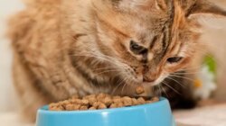 Kiat untuk mengatasi kucing yang kehilangan nafsu makan