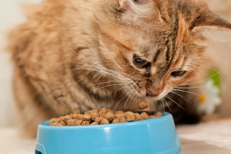 Kiat untuk mengatasi kucing yang kehilangan nafsu makan