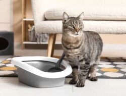 Cara efektif untuk memakai kotak kotoran kucing terbuka di rumah
