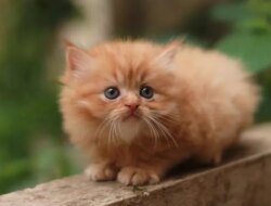 Pointers untuk membuat anak kucing Persia yang nyaman di rumah