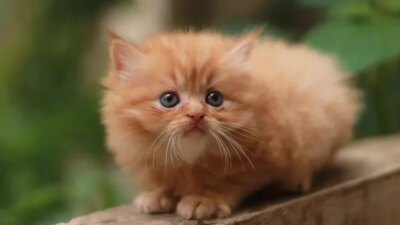 Pointers untuk membuat anak kucing Persia yang nyaman di rumah