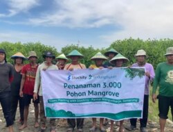 Penanaman persediaan 3.000 hutan bakau untuk mencegah abrasi