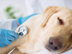 10 penyakit umum pada anjing dan bagaimana mencegahnya