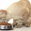 Bagaimana untuk membuat pilihan tempat yang tepat untuk makan kucing