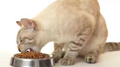 Bagaimana untuk membuat pilihan tempat yang tepat untuk makan kucing