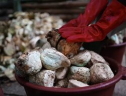 Socfin berkolaborasi colletizers untuk meningkatkan kepatuhan EUDR