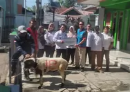 Pln ip ubp jatigede mendistribusikan hewan qurban