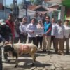 Pln ip ubp jatigede mendistribusikan hewan qurban