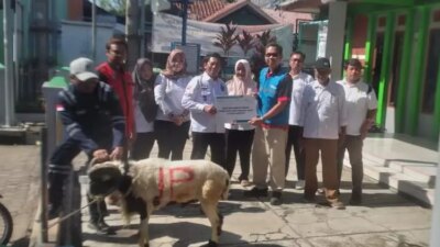 Pln ip ubp jatigede mendistribusikan hewan qurban