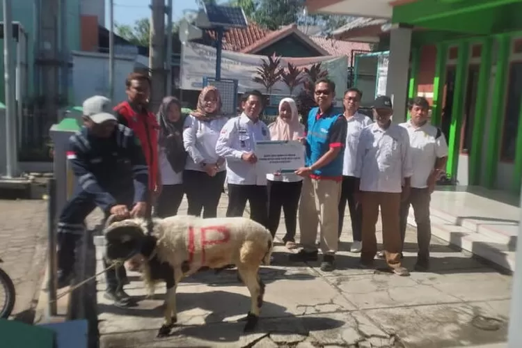 Pln ip ubp jatigede mendistribusikan hewan qurban