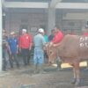 Khidmat dan Penuh Berkah, Masjid Lintang Astha Salurkan 600 Paket Daging Qurban di Idul adha 1446 H