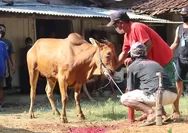 Apa perbedaan yang berhak menerima distribusi daging pengorbanan dengan zakat fitrah, ini adalah penjelasan UST Salim