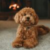 Cara Toilet Training Doggy Agar Tidak Pipis Sembarangan