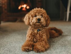 Cara Toilet Training Doggy Agar Tidak Pipis Sembarangan