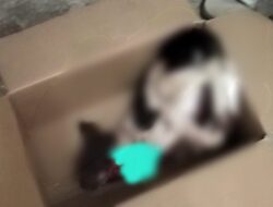 Presiden Prabowo’ Kapolri’ Danpuspom TNI harus bisa menangkap oknum teror anjing mati di Sekretariat LAKI-KBB.