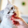 Rekomendasi Makanan Pasca Sterilisasi Kucing