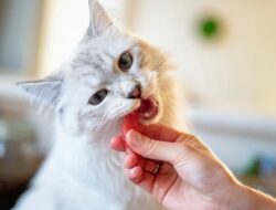 Rekomendasi Makanan Pasca Sterilisasi Kucing