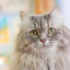 Manfaat Fish Oil Untuk Kesehatan Bulu Kucing