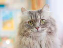 Manfaat Fish Oil Untuk Kesehatan Bulu Kucing
