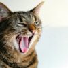 Tips Mudah Menghilangkan Mulut Kucing Bau yang Mengganggu
