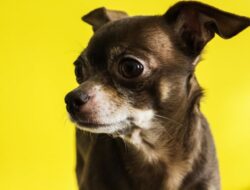 Cara Perawatan Anjing Chihuahua yang Tepat