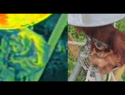 Terra Drone Indonesia Berikan Pelatihan Pengoperasian DJI Matrice 4 Thermal kepada Yayasan Ekosistem Lestari untuk Konservasi Orangutan