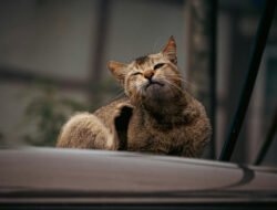 4 Cara Ampuh Mencegah Kutu Kucing Pada Peliharan Kamu