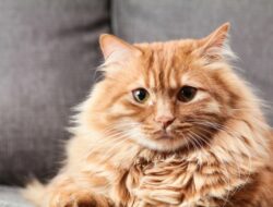 Kenali Fakta dan Mitos Sifat Kucing Oren