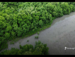 LindungiHutan Ajak Semua Pihak Tingkatkan Aksi Karbon Nyata di Hari Nol Emisi