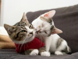 Cara Mudah Kenali Perbedaan Kucing Jantan dan Betina