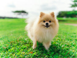 Ketahui Sifat Ras Anjing Pom Mini Sebelum Adopsi