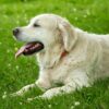 5 Ras Anjing Yang Cocok untuk Jadi Peliharaan