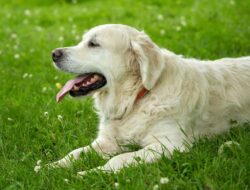 5 Ras Anjing Yang Cocok untuk Jadi Peliharaan