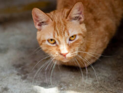 Hal yang Harus Dilakukan Saat Kucing Flu