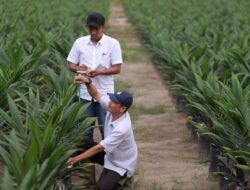 PalmCo, Subholding Holding Perkebunan Nusantara, Cetak Capaian Tertinggi dalam Program Peremajaan Sawit Rakyat